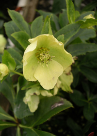 Helleborus x hybridus 'Mardi Gras Yellow'